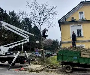 Podiranje dreves Smilko